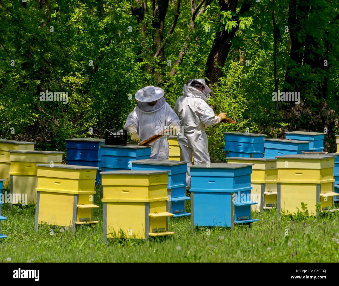 Due bee-master in velo a apiario lavoro tra alveari, Zavet, Bulgaria Foto Stock