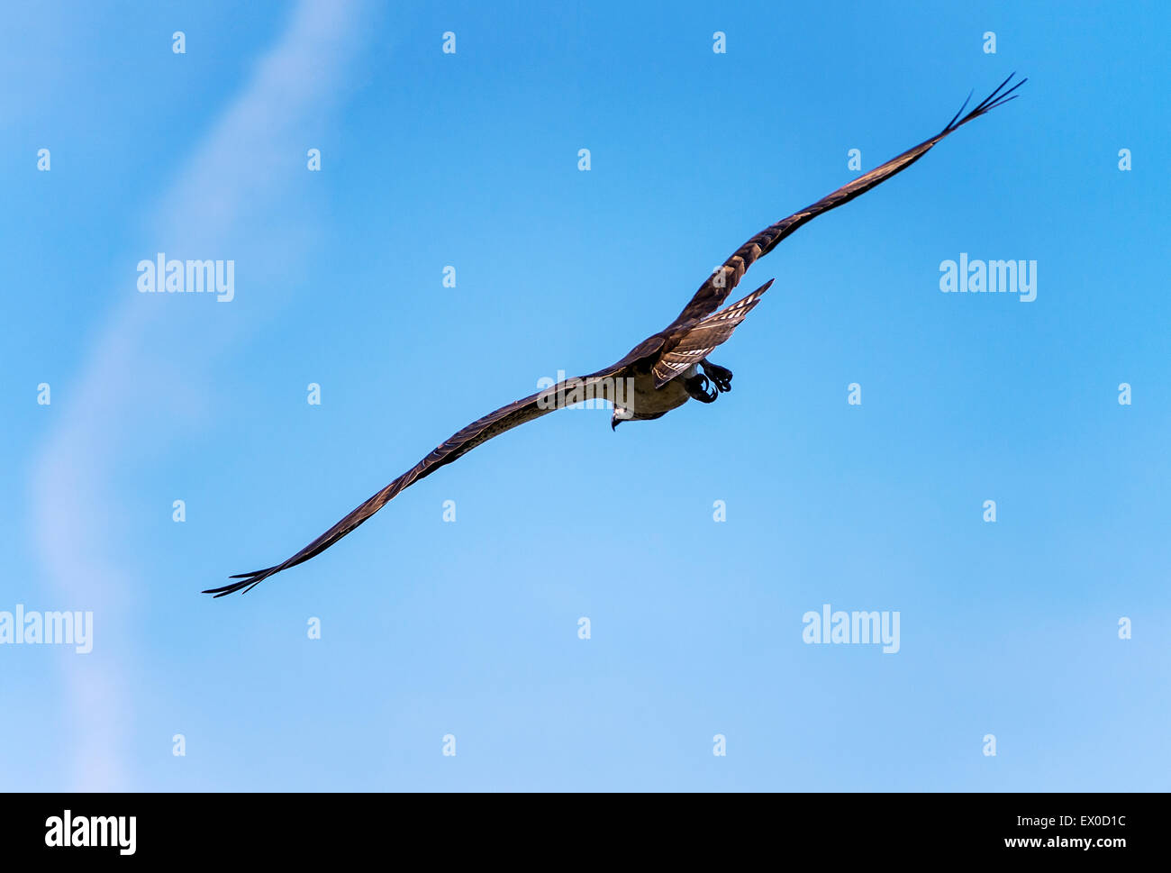 Osprey in volo, DELAWARE, STATI UNITI D'AMERICA Foto Stock