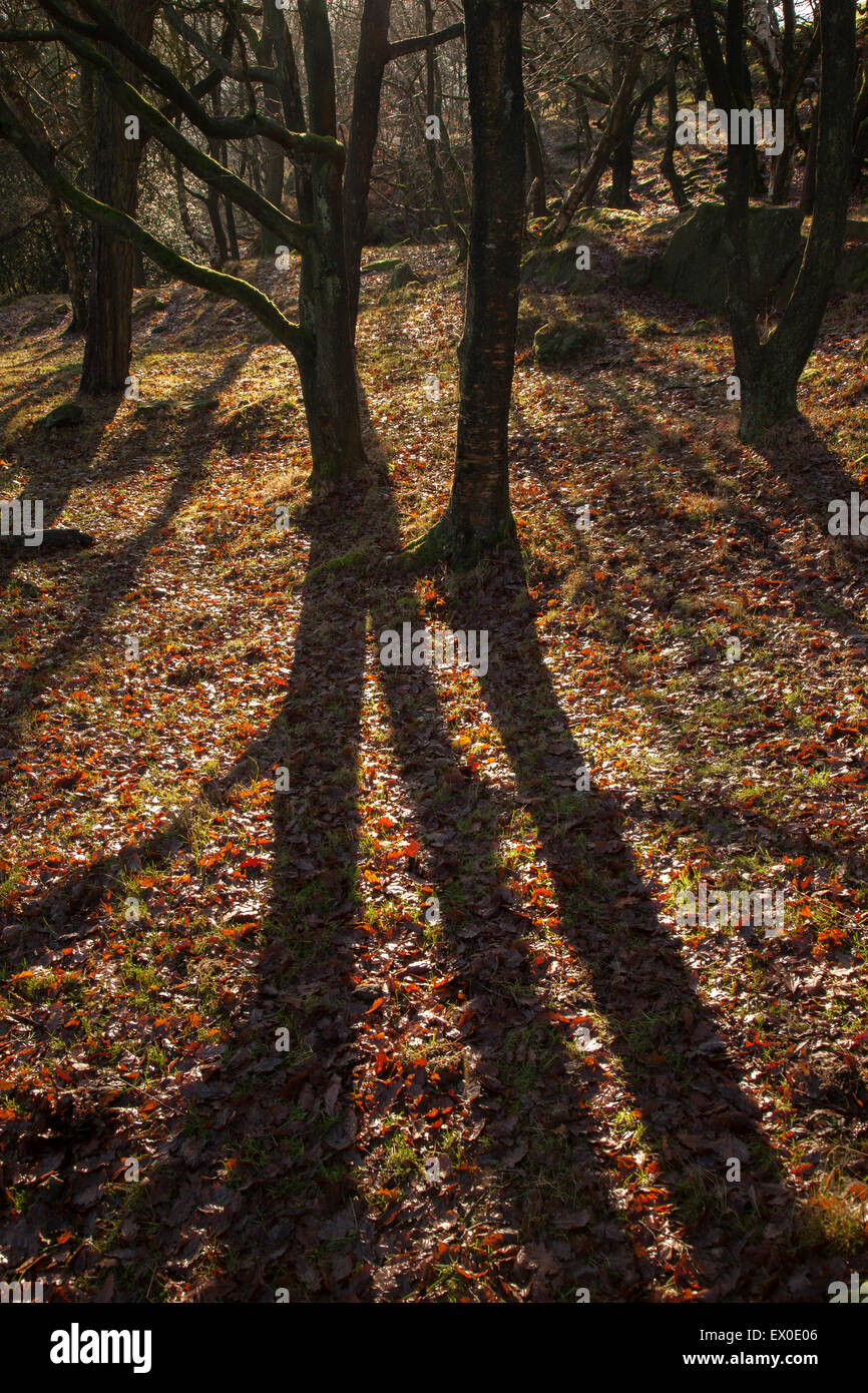 Morbido il filtraggio della luce attraverso gli alberi, colata lunghe ombre sul pavimento di bosco, Calderdale, West Yorkshire, Regno Unito Foto Stock