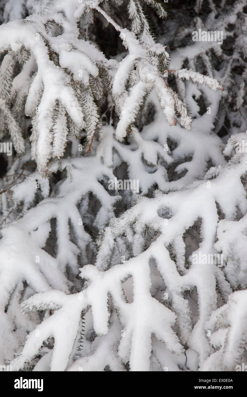 Di conifere o albero sempreverde coperte di neve in inverno Foto Stock