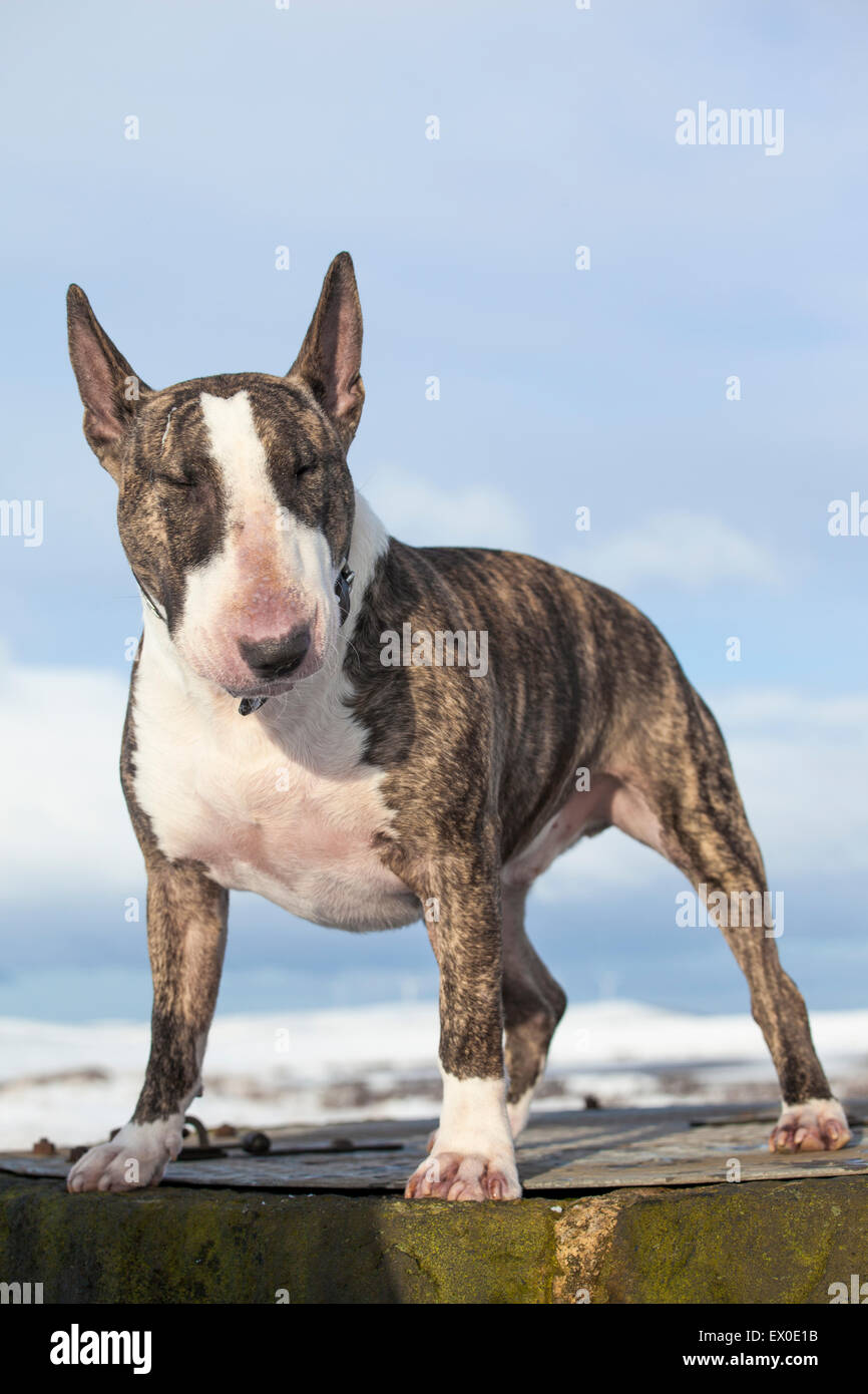 Brindle inglese Bull Terrier contro un chiaro sullo sfondo di un cielo blu Foto Stock