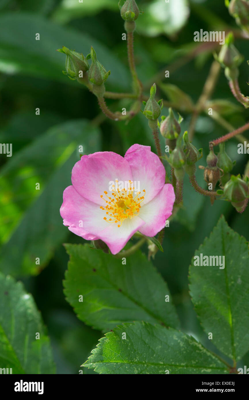 Rosa ballerina. Hybrid musk rose Foto Stock