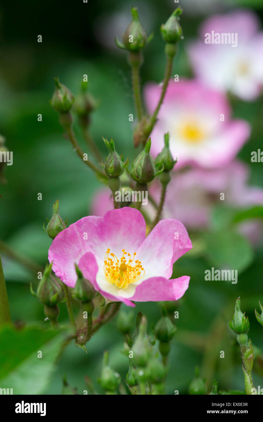 Rosa ballerina. Hybrid musk rose Foto Stock