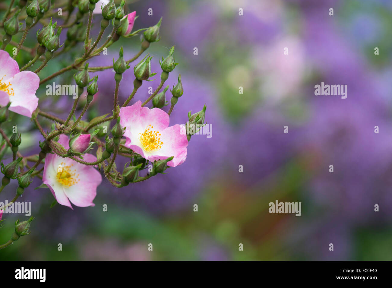 Rosa ballerina. Hybrid musk rose Foto Stock