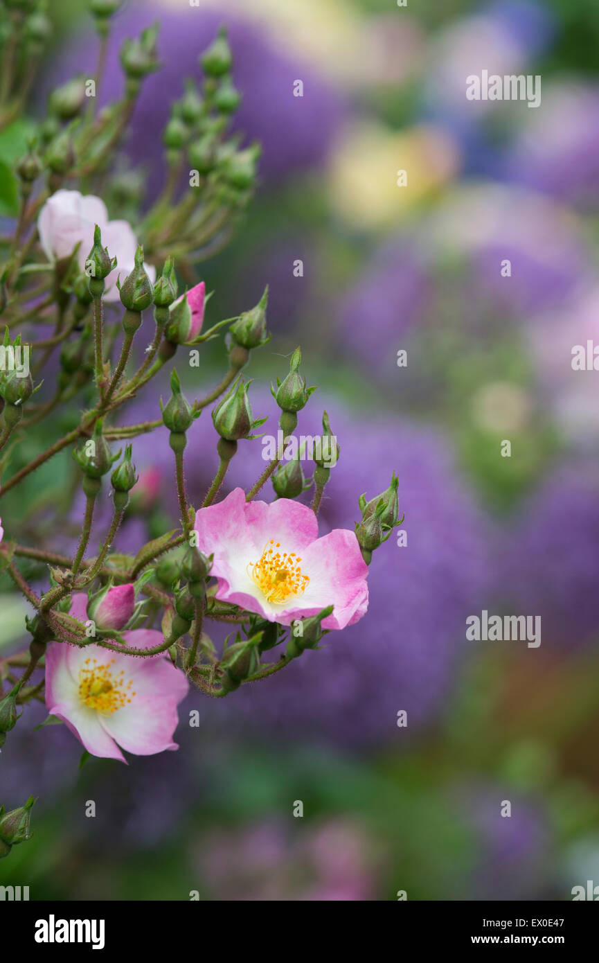 Rosa ballerina. Hybrid musk rose Foto Stock