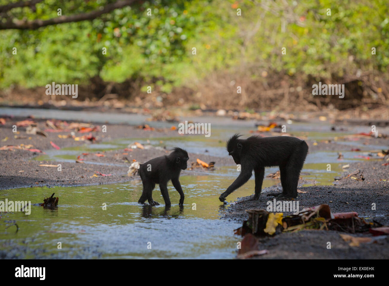 Attività sociali di Sulawesi nero-crested macaco (Macaca nigra). Foto Stock