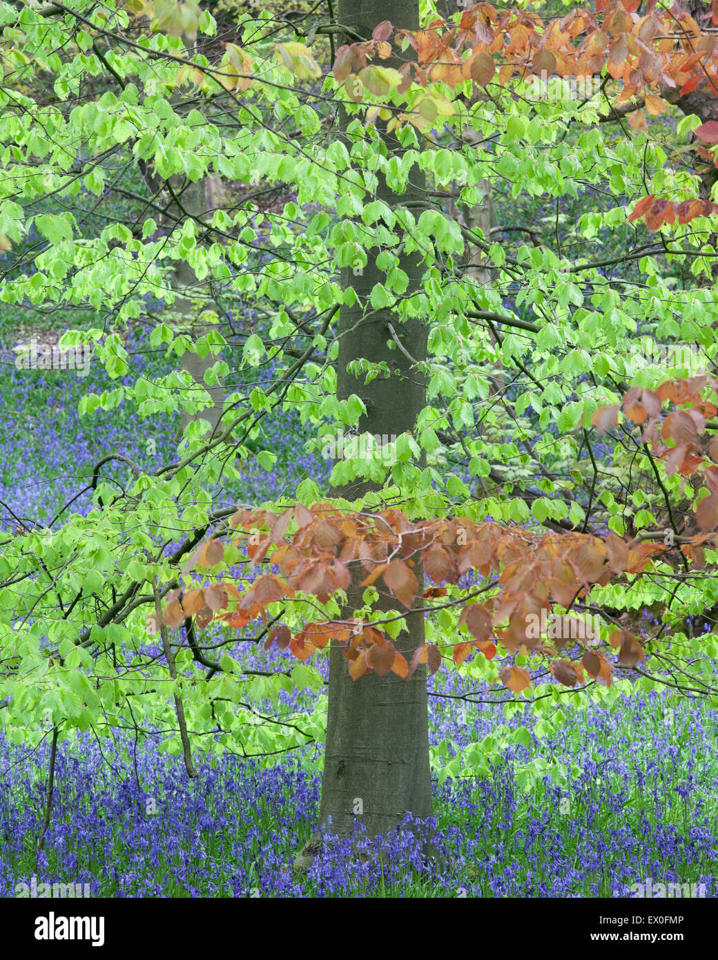 La molla Bluebells in coppia al bosco di faggio a Ilkley, Wharfedale, West Yorkshire, Regno Unito. Foto Stock