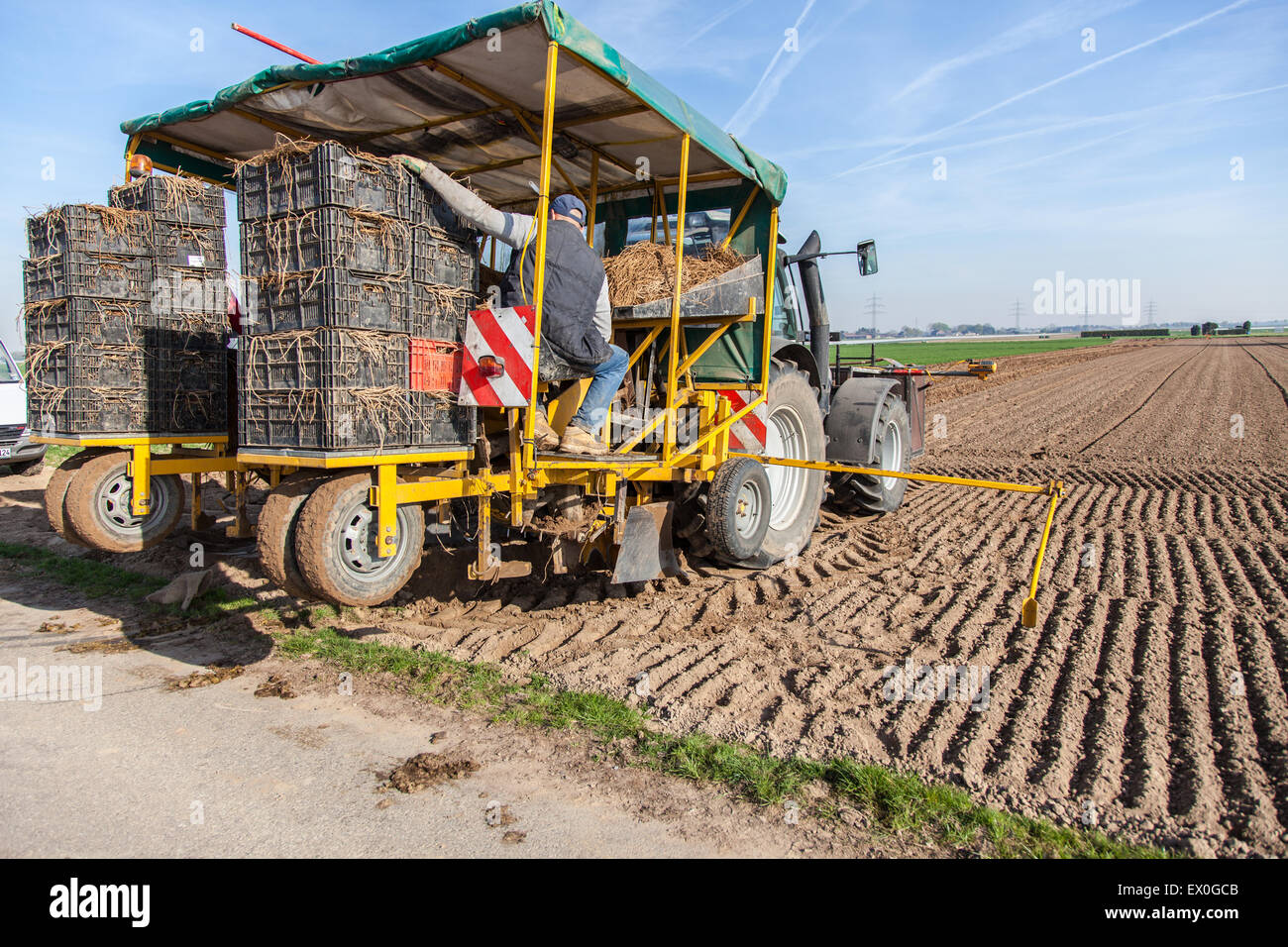 Lavoratore agricolo piantare gli asparagi Foto Stock
