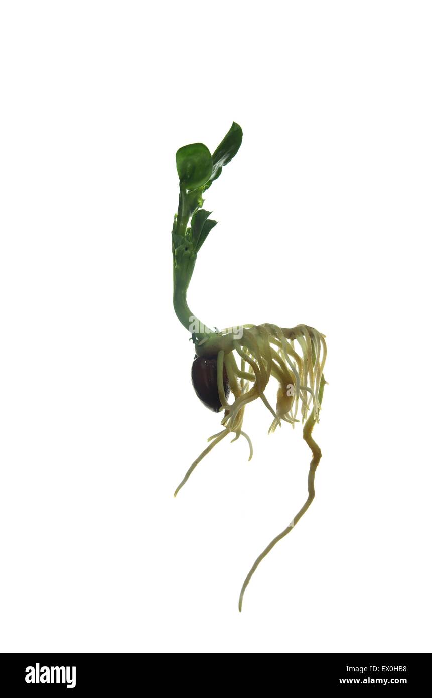 Crescente fava su sfondo bianco Foto Stock