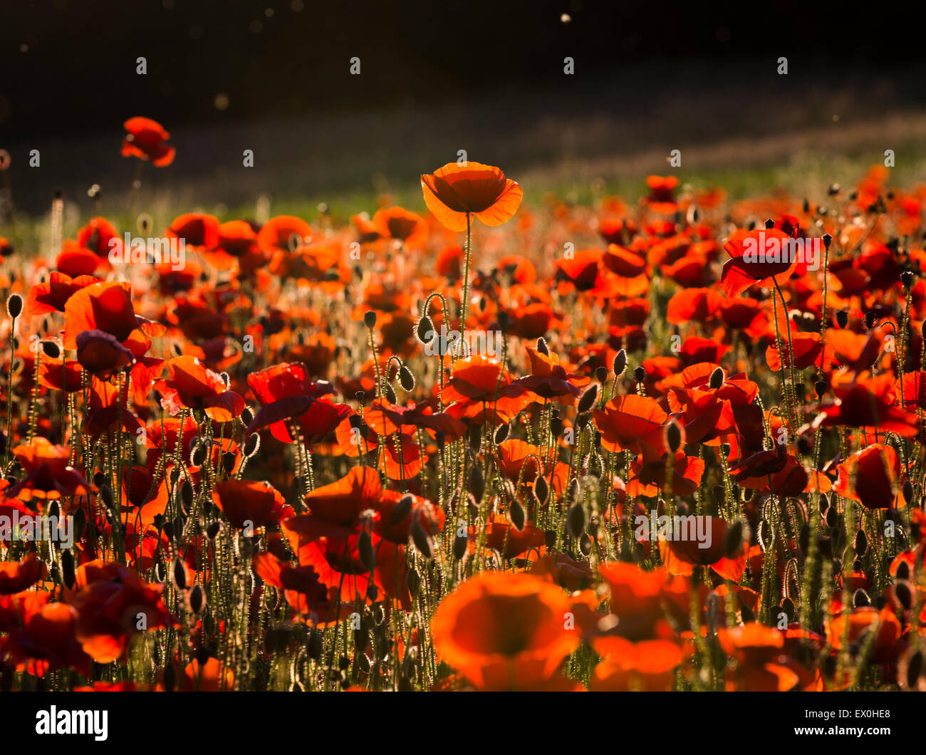 Papaveri al tramonto in un campo a Shifnal, Shropshire. Foto Stock