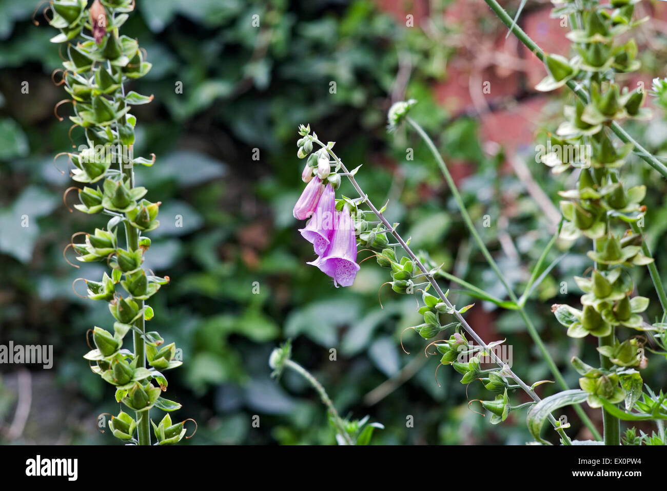 Foxglove Foto Stock