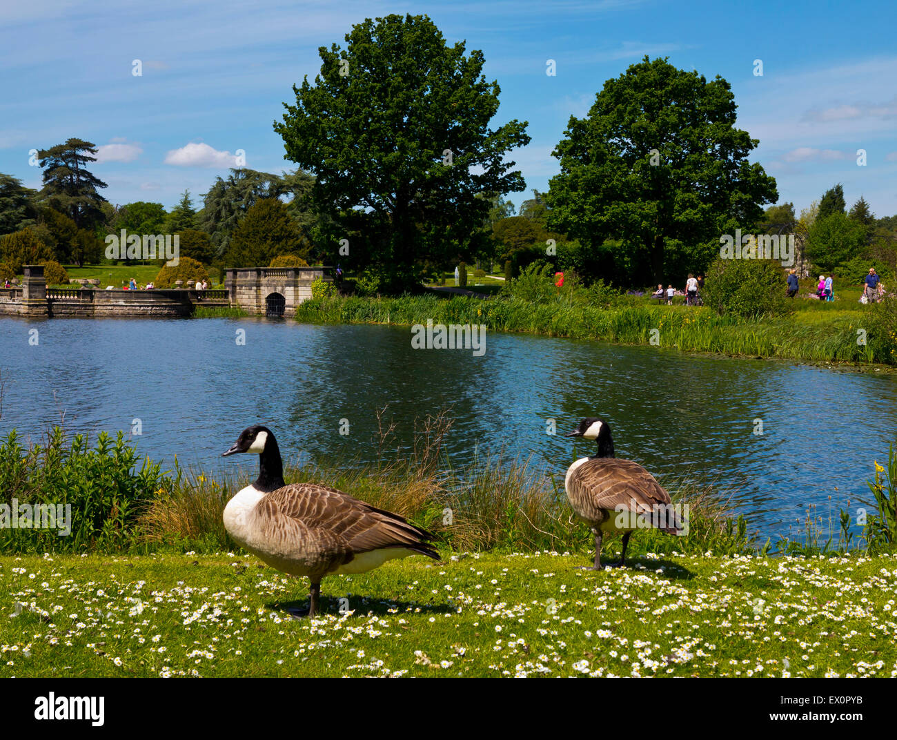 Oche del Canada accanto al lago a Trentham Gardens vicino a Stoke on Trent Staffordshire England Regno Unito Foto Stock