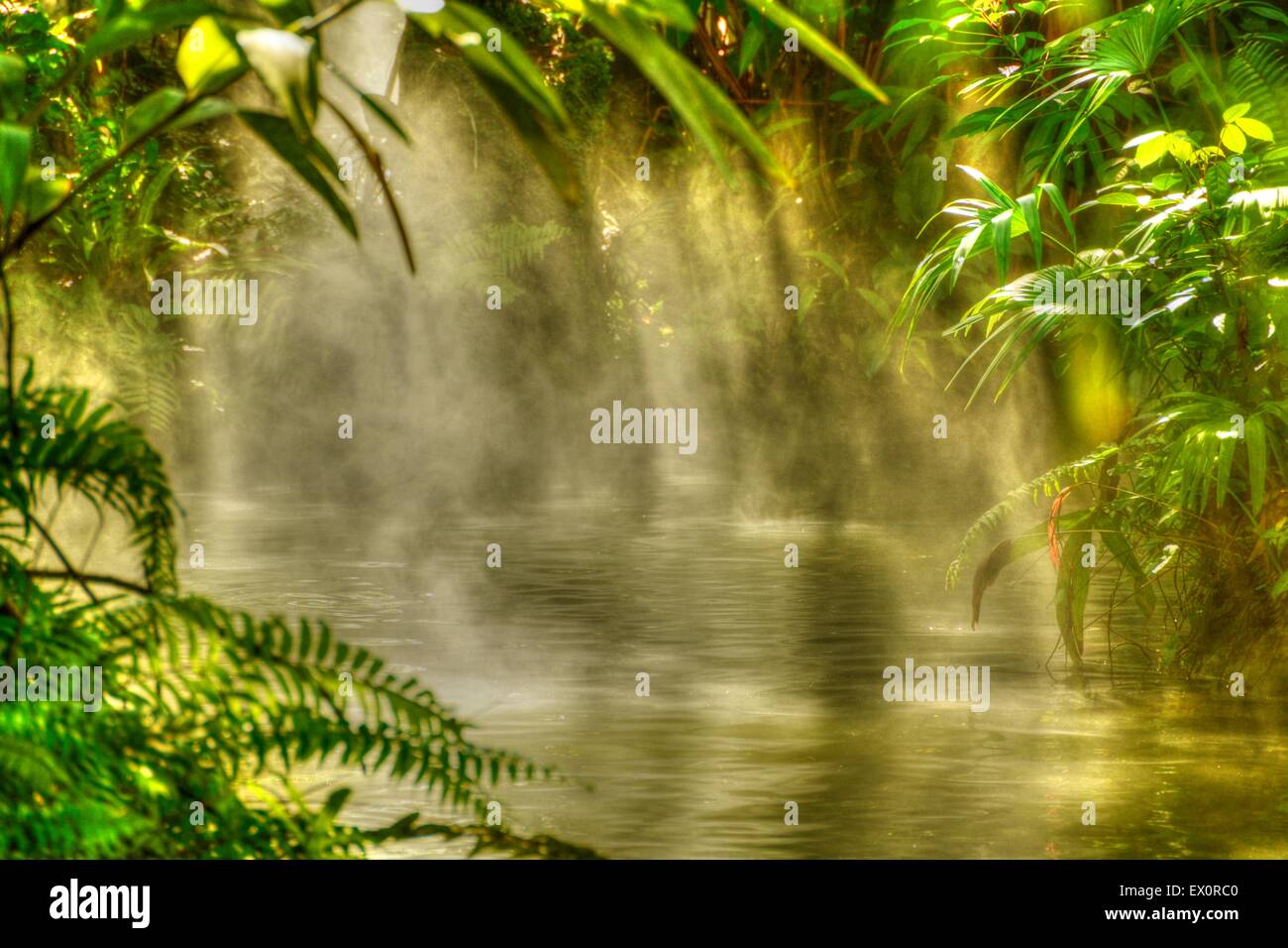 Sole che splende attraverso gli alberi e la nebbia in un fiume tropicale Foto Stock