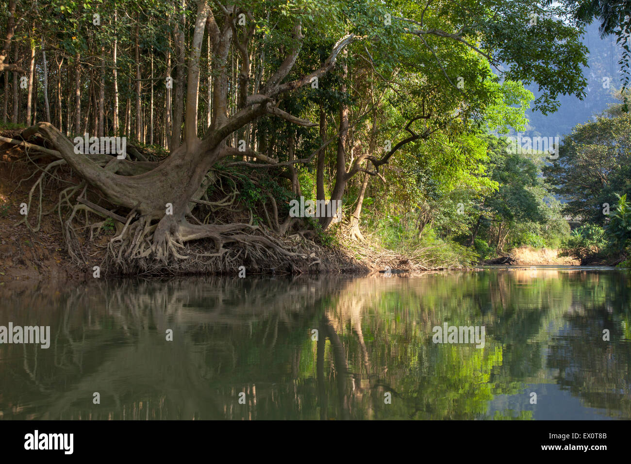 Vista sul fiume Khao Sok Parco Nazionale di Surat Thani Thailandia Foto Stock