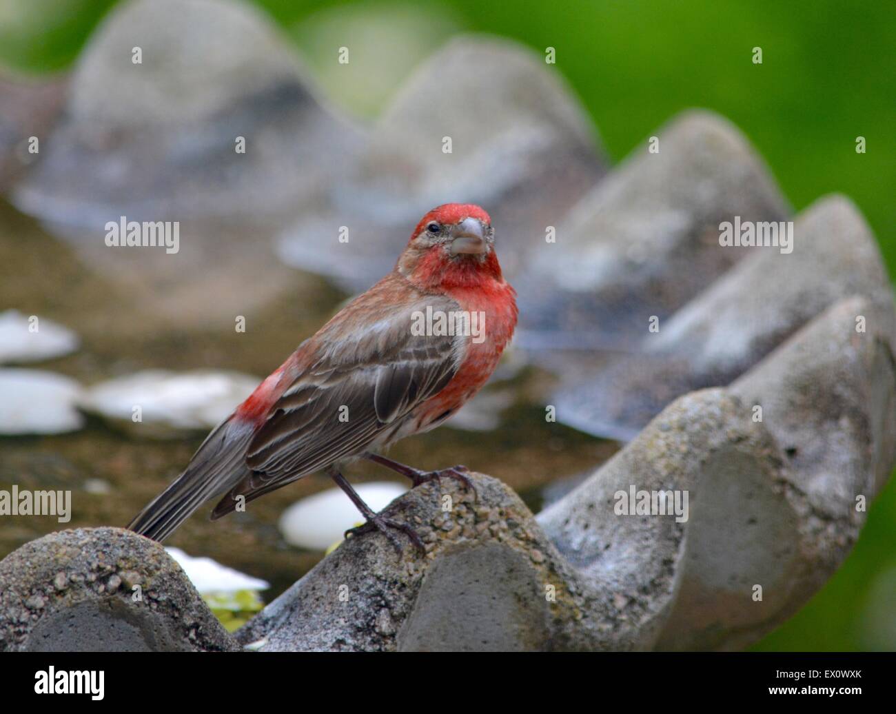 House finch presso il Bagno uccelli Foto Stock