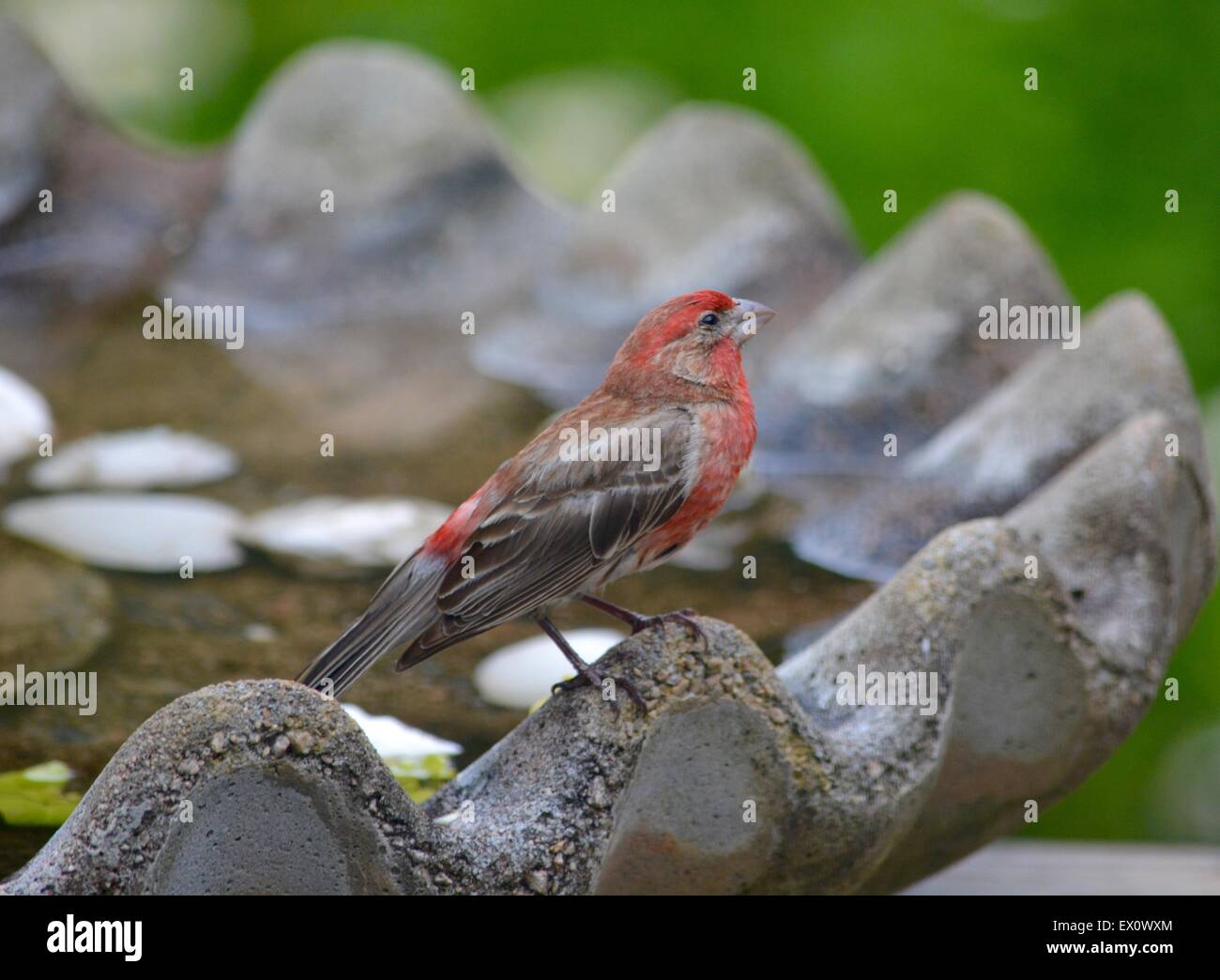House finch presso il Bagno uccelli Foto Stock