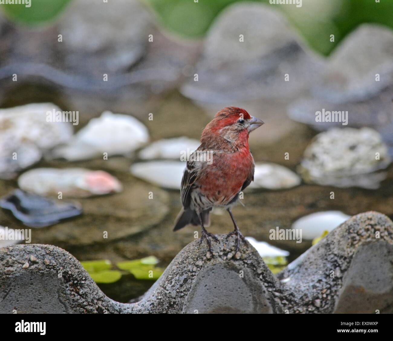 House finch presso il Bagno uccelli Foto Stock