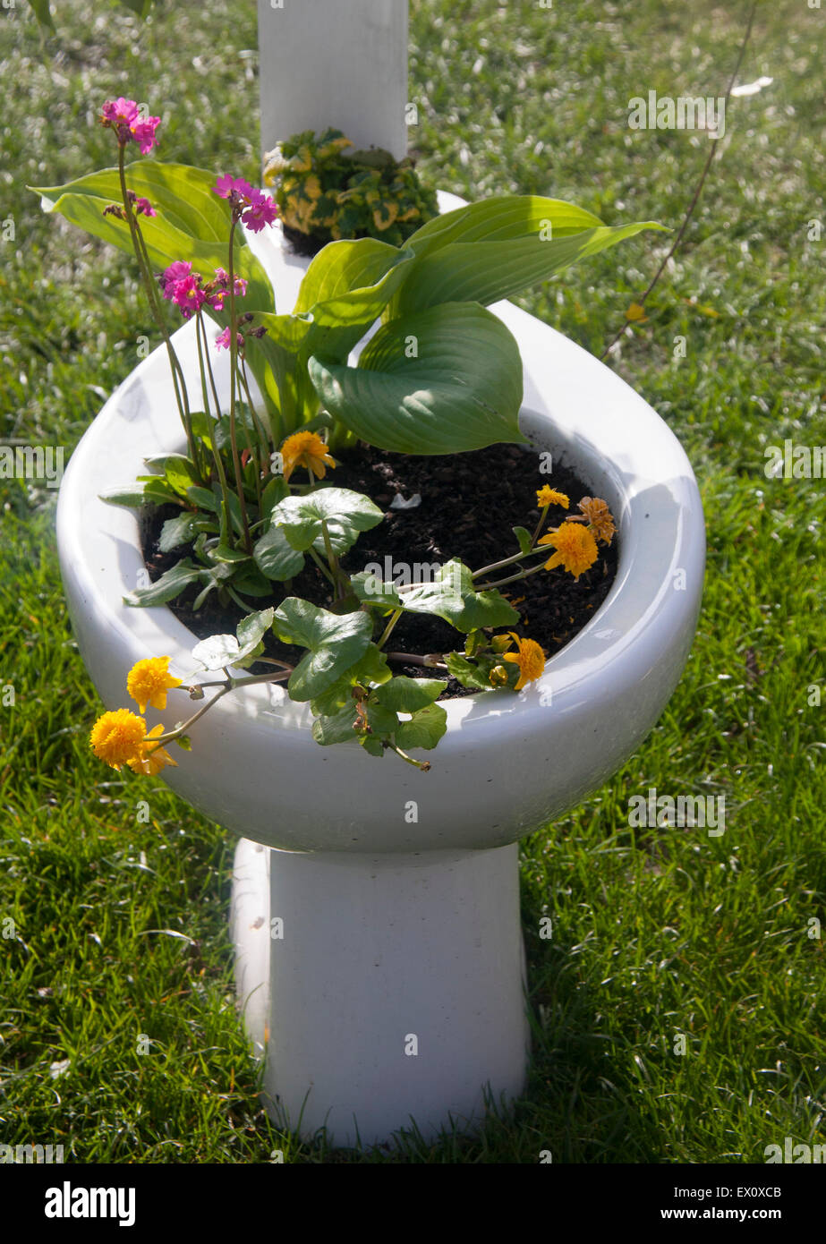 Utilizzo inusuale della tazza igienica come un vaso o contenitore per piante e fiori REGNO UNITO Foto Stock