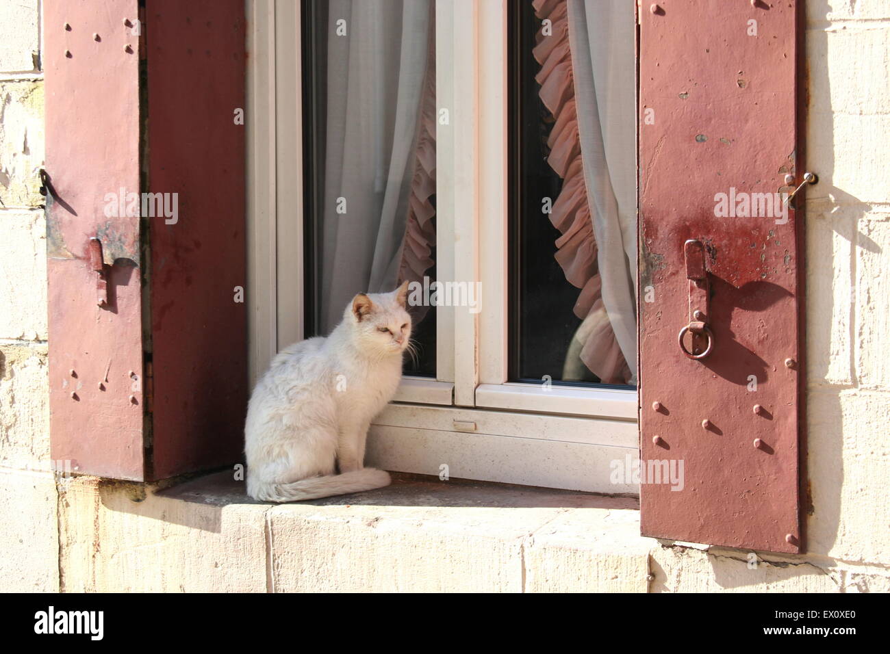 Gatto Bianco sul davanzale della finestra al di fuori di finestra con persiane rosse, Francia. Foto Stock