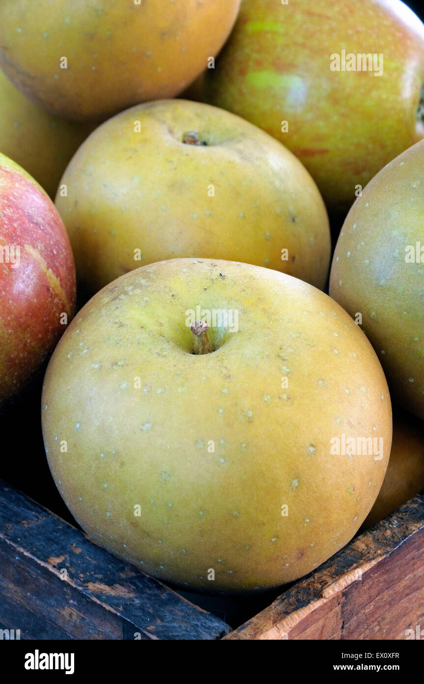 Malus domestica - Egremont Russet le mele di close-up con Cox in background in vintage scatola di legno. Foto Stock