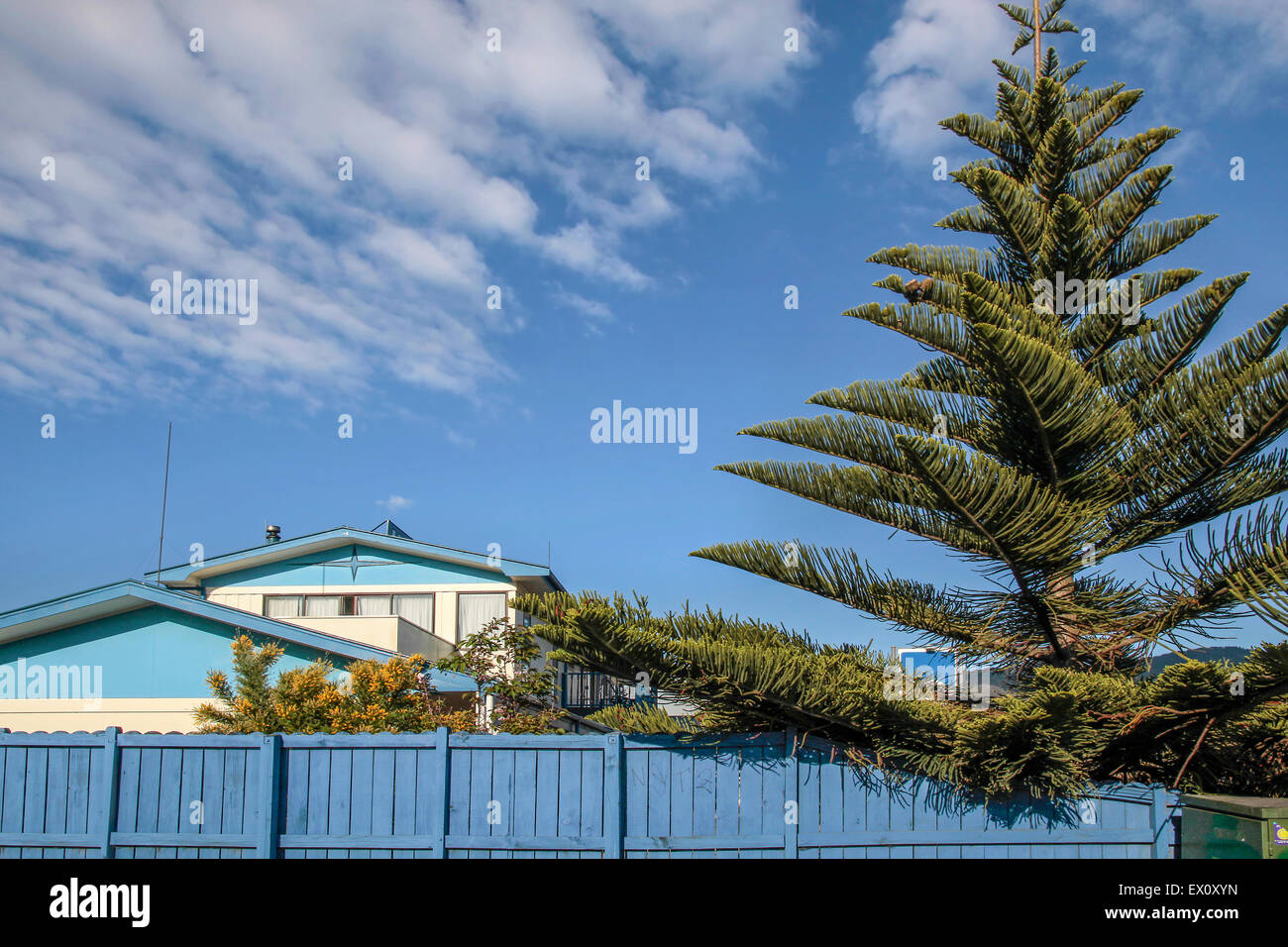 Blue House con pino di Norfolk in Coromandel Town, Nuova Zelanda Foto Stock