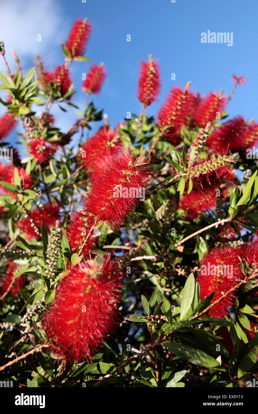 Fiori di colore rosso dell'albero pohutukawa con Coromandel, Nuova Zelanda Foto Stock