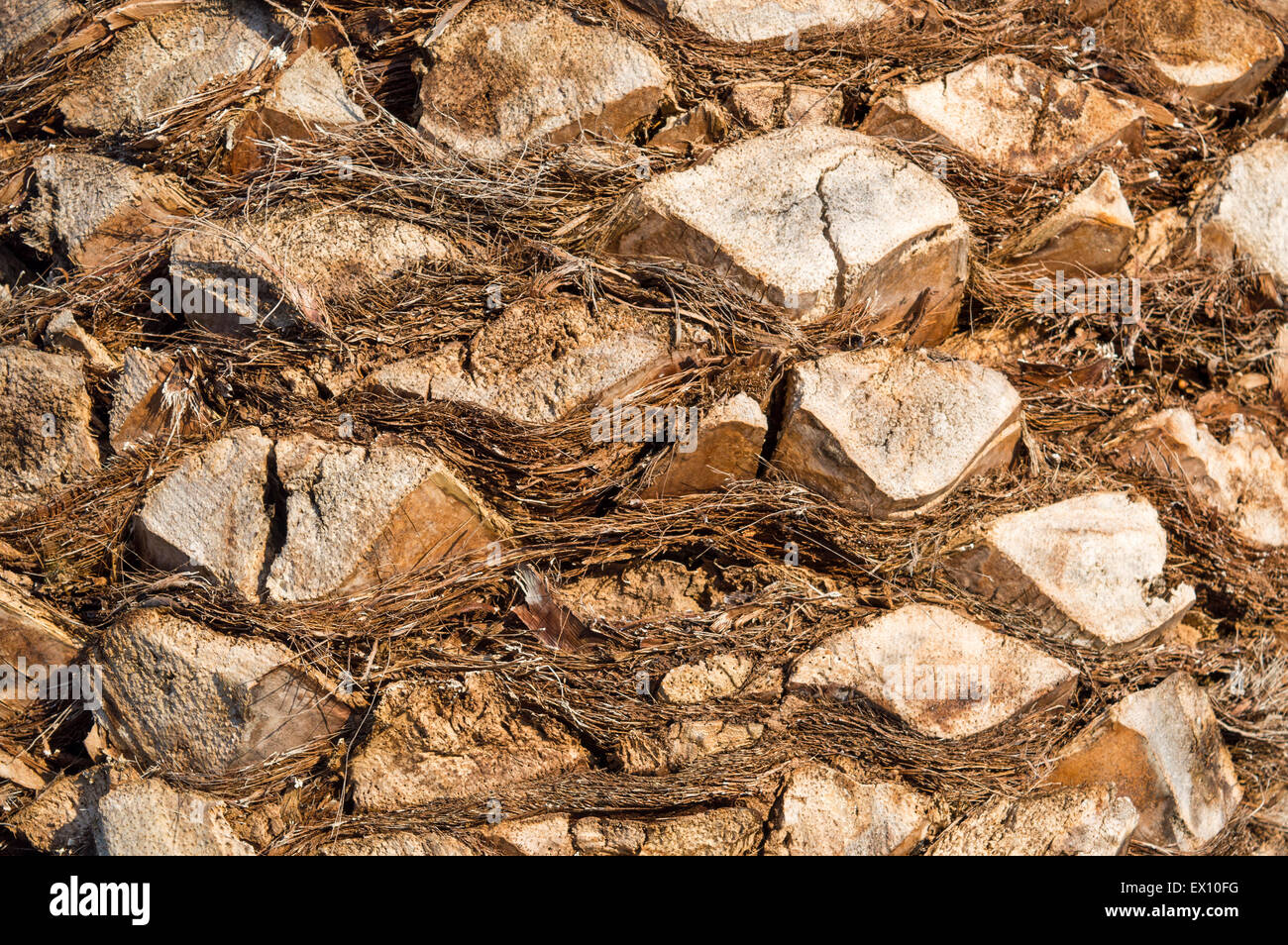 Palm tree pattern di corteccia di sfondo naturale Foto Stock