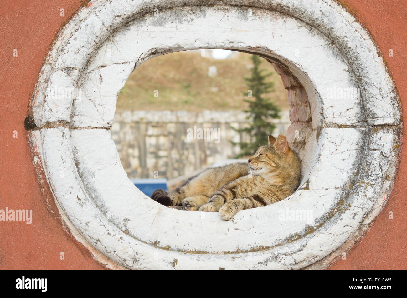 Giovani cute cat dormire in una finestra arrotondati apertura del vecchio muro rosso Foto Stock