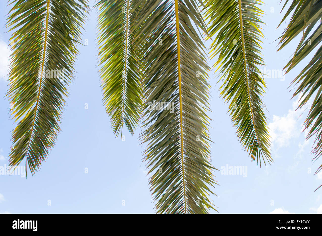 Foglie di palma e cielo blu paradiso tropicale Foto Stock