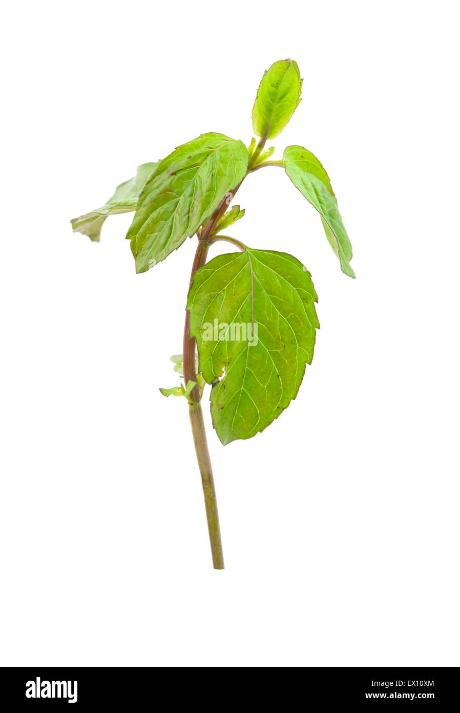 Fresco menta verde isolato su bianco Foto Stock