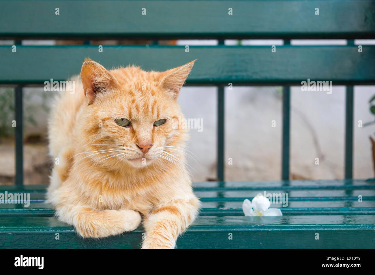 Tiger colorato di verde occhi gatto seduto su una panchina verde accanto a un fiore Foto Stock