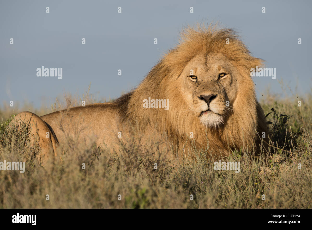 Leone maschio pongono, Tanzania Foto Stock