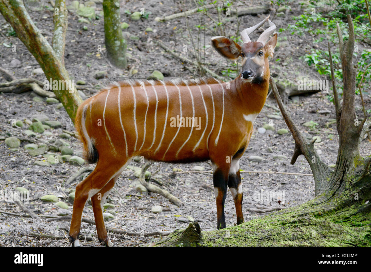 Il Bongo (Tragelaphus eurycerus) è tra le più grandi della foresta africana specie di antilope Foto Stock
