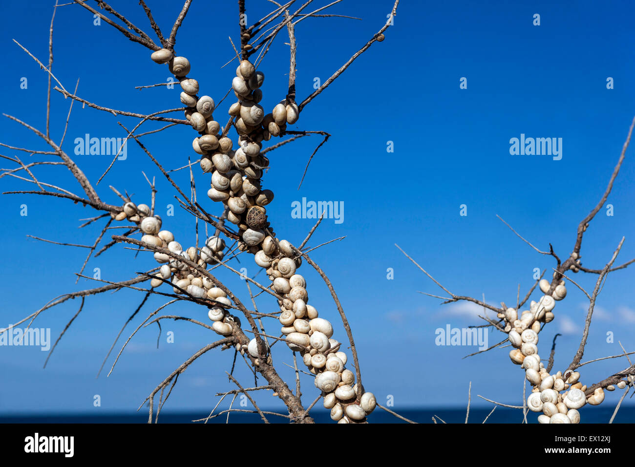 Lumache di Theba pisana su rami di arbusti conchiglie molluschi gasteropodi mediterranei gruppo di lumache molluschi di solito vive nelle spiagge costiere che si radunano Foto Stock