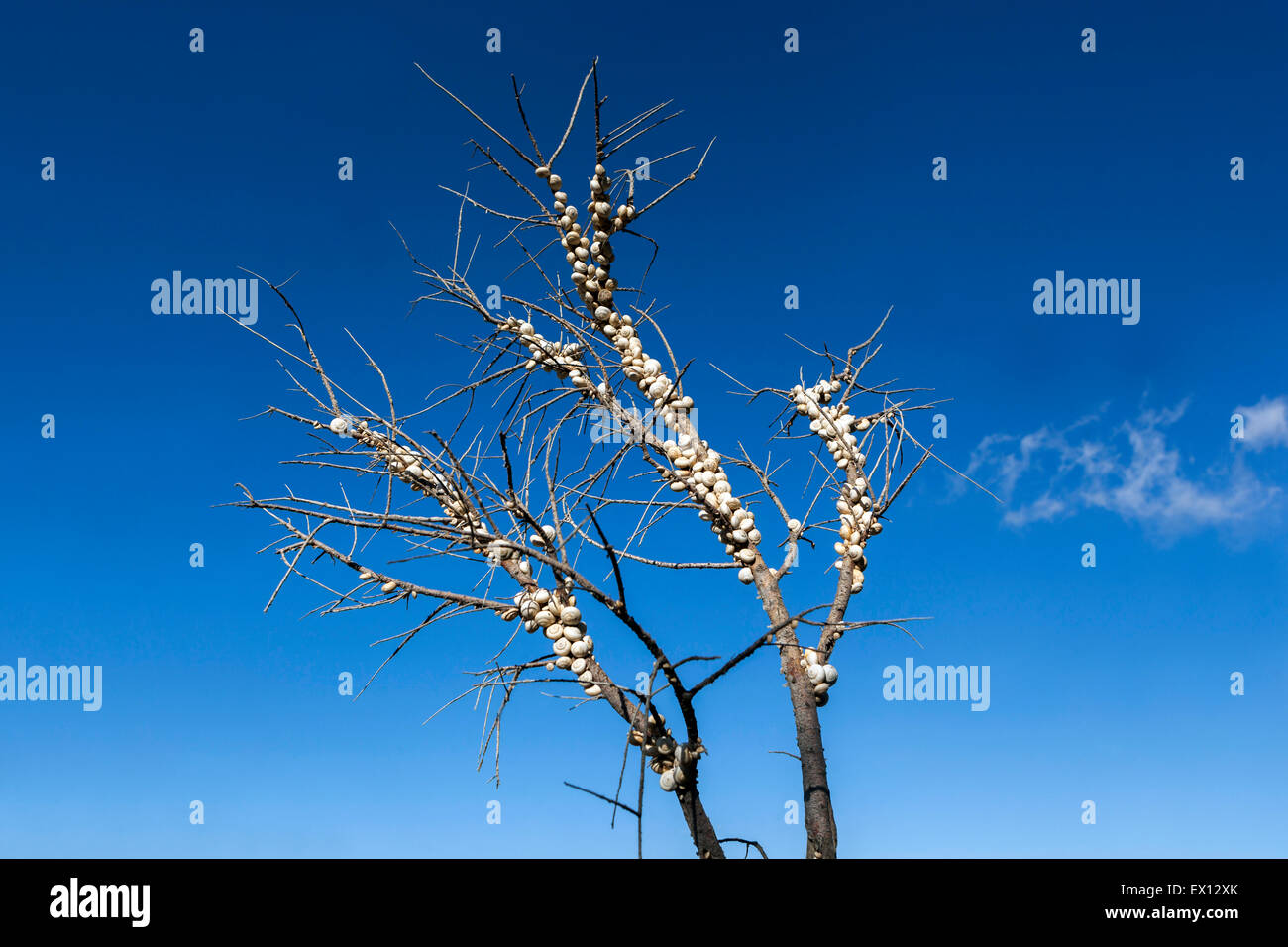 Sandhill lumache,Theba pisana, Mediterraneo va a passo di lumaca su un ramo boccole, Creta, Grecia Foto Stock