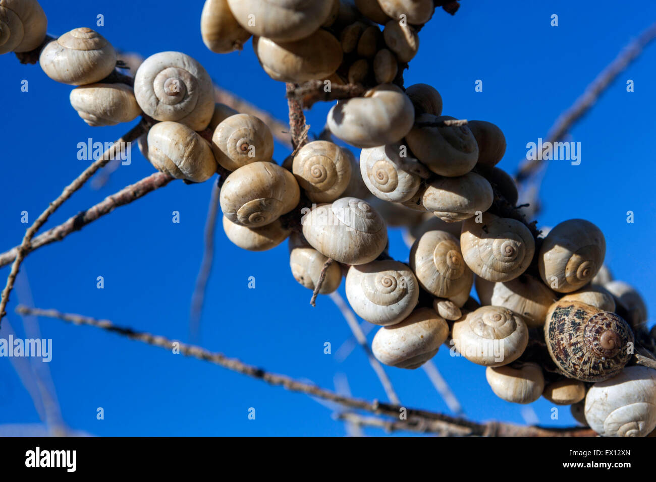 Sandhill lumache Theba pisana, Mediterraneo va a passo di lumaca su un ramo boccole, Creta, Grecia Foto Stock