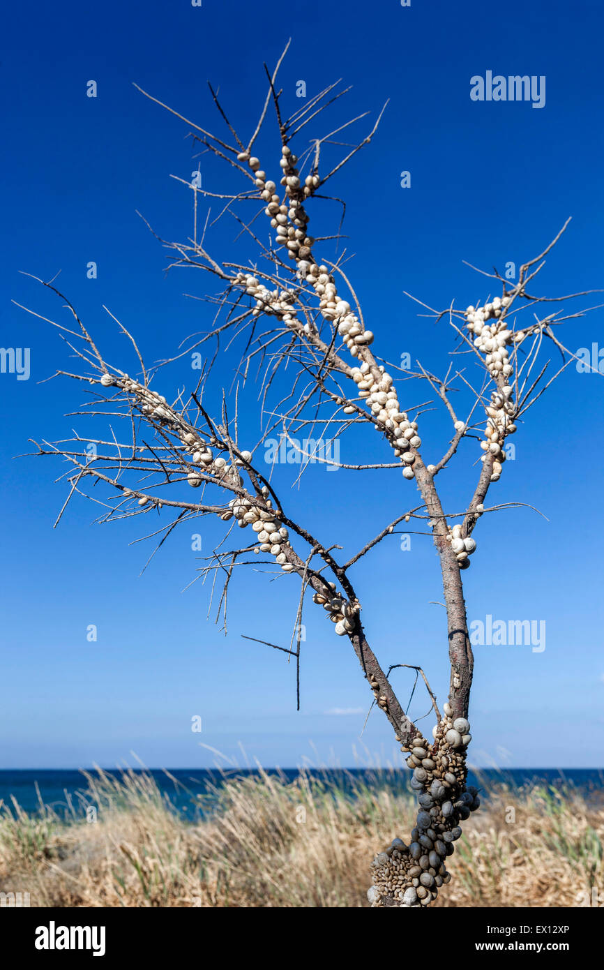 Sandhill lumache,Theba pisana, Mediterraneo va a passo di lumaca su un ramo boccole, Creta, Grecia Foto Stock