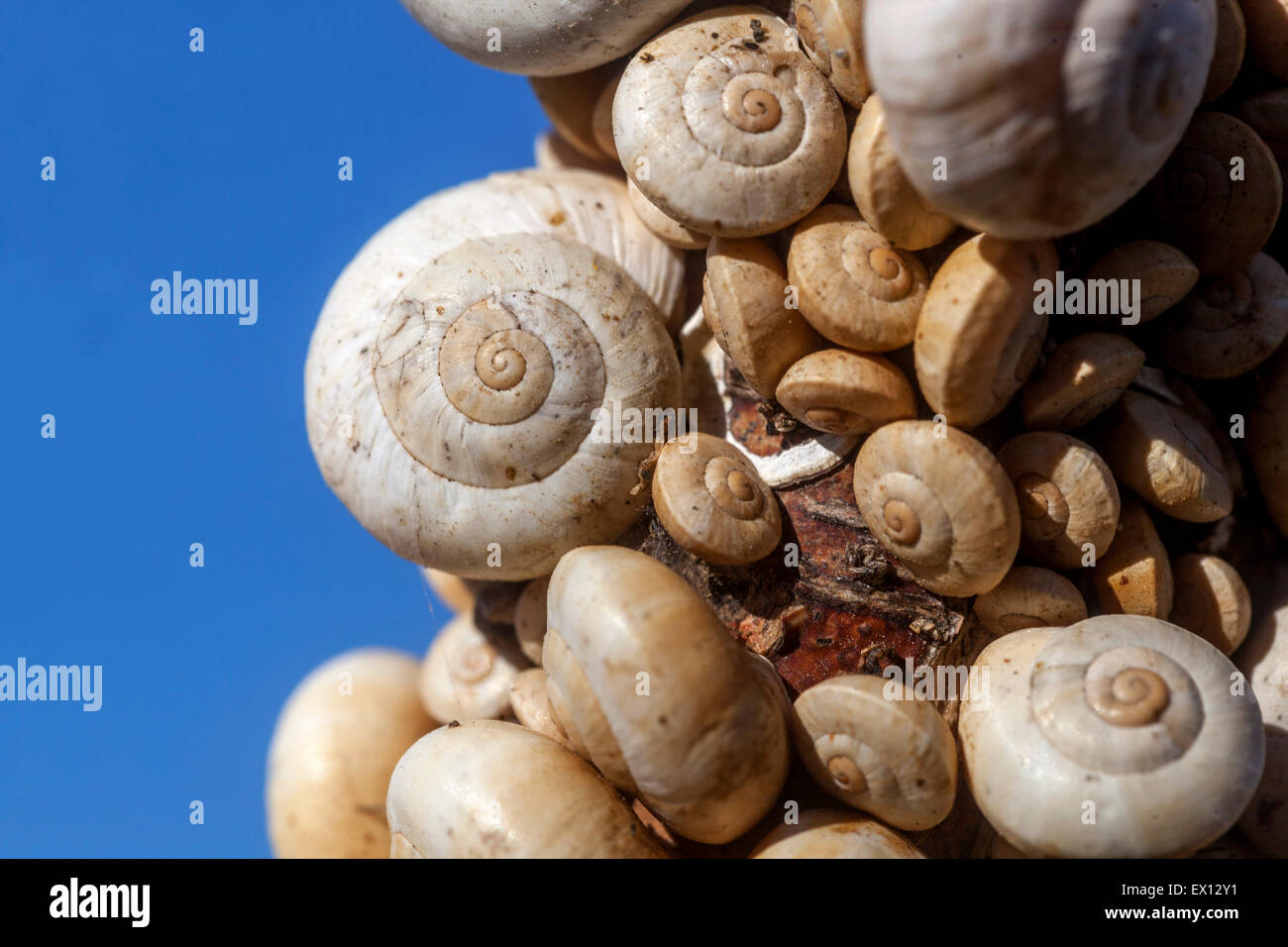 Lumache di sabbia Theba pisana, lumaca mediterranea su un ramo cespugli, conchiglie di consistenza Foto Stock