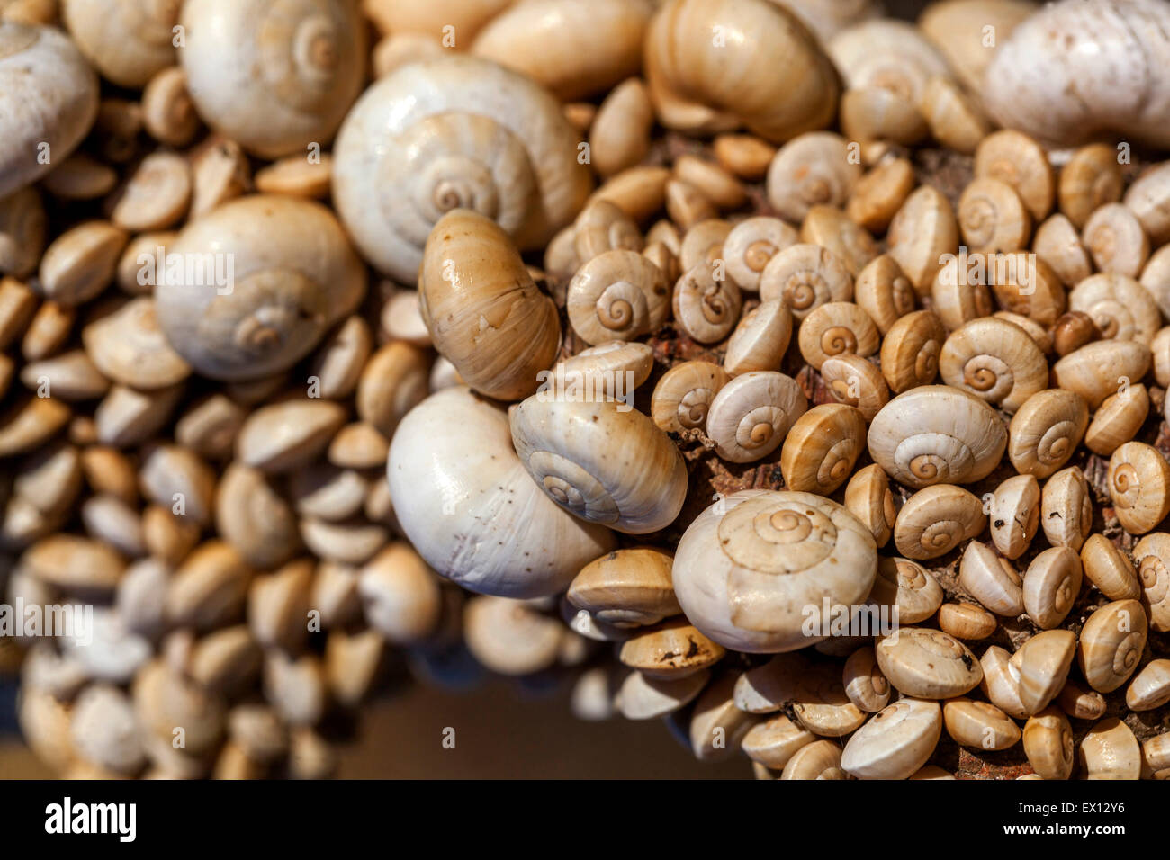 Lumache di sabbia Theba pisana, lumaca mediterranea, Creta, Grecia Foto Stock
