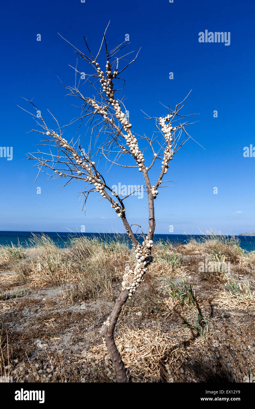 Sandhill lumache,Theba pisana, Mediterraneo va a passo di lumaca su un ramo boccole, Creta, Grecia Foto Stock
