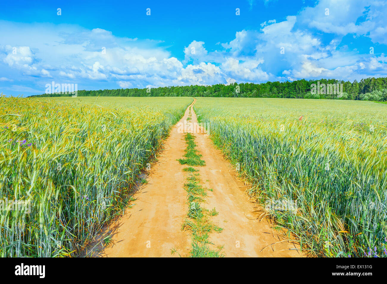 Con campo di segala e di strada a caldo giorno soleggiato tempo. Foto Stock