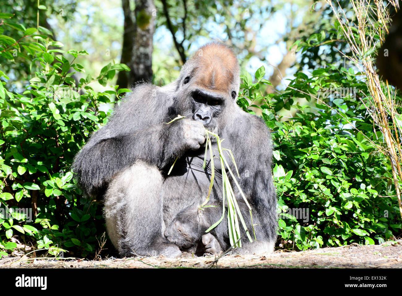 Grande argento eseguito maschio gorilla seduto a mangiare erba Foto Stock