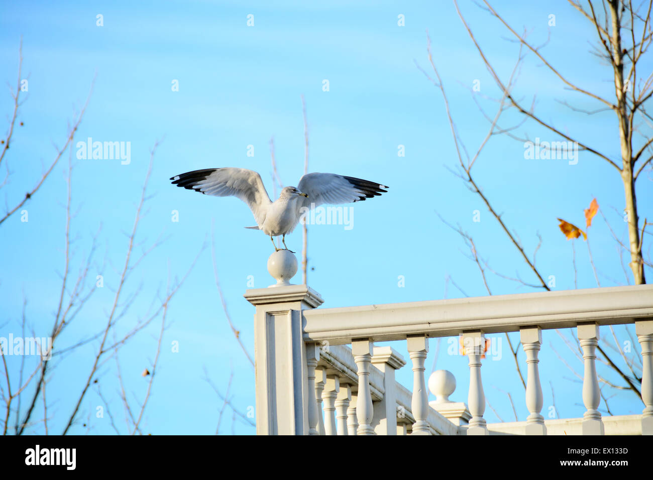 Seagull arroccato su una rampa di legno di un balcone con un cielo blu Foto Stock