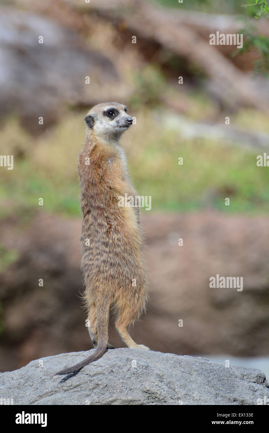 African meerkat Sentry in un look out per i predatori Foto Stock