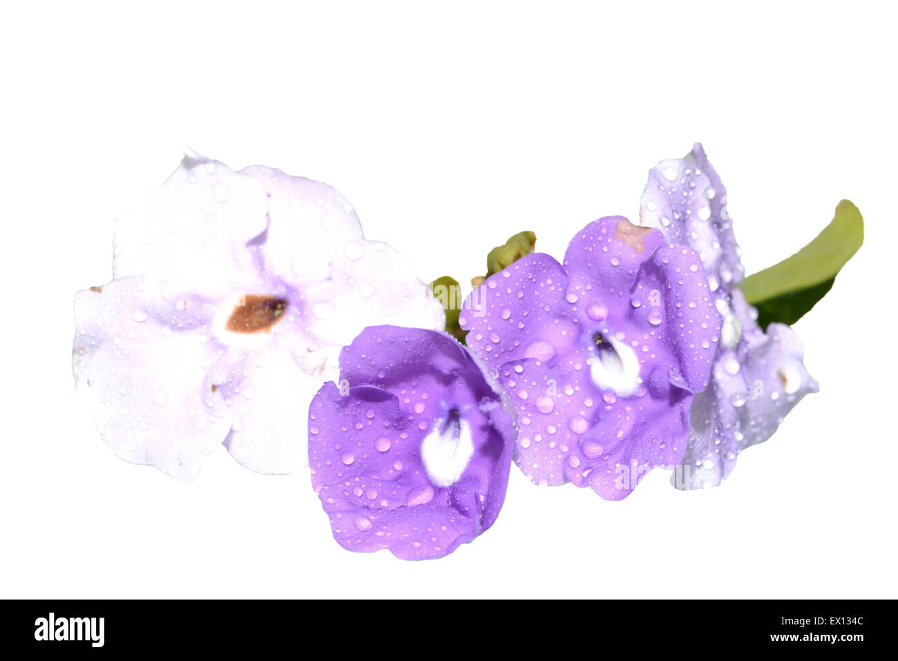 Close up di fiori bagnati su sfondo bianco Foto Stock