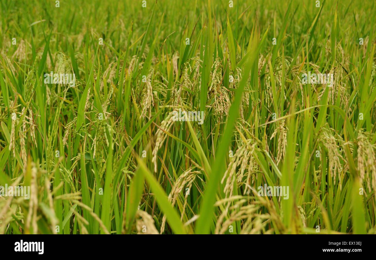 Immagine ravvicinata di un campo di riso mostrando quasi grani maturi Foto Stock