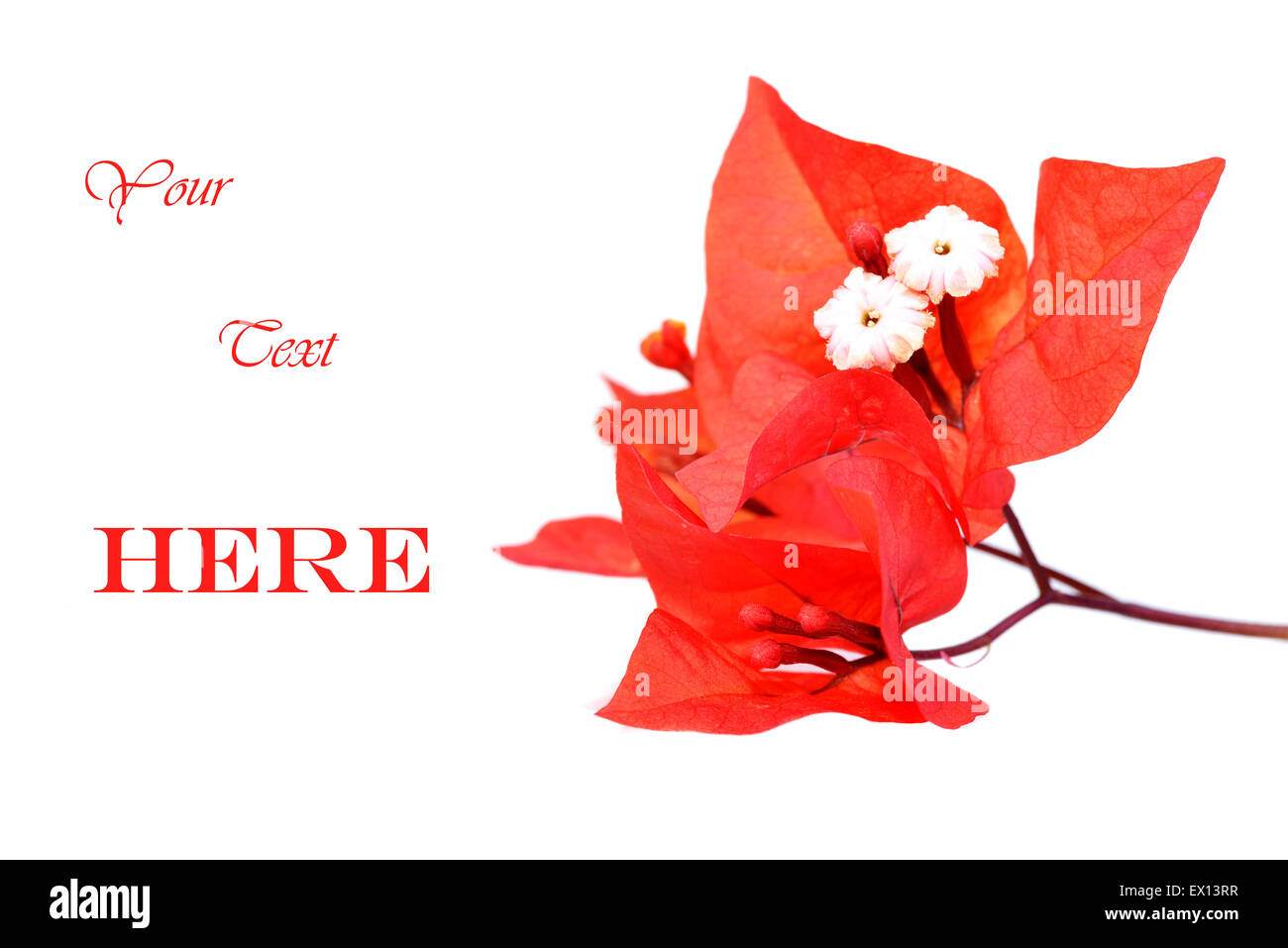 Macro shot di sangue rosso fiori di bouganville su uno sfondo bianco con spazio di copia Foto Stock