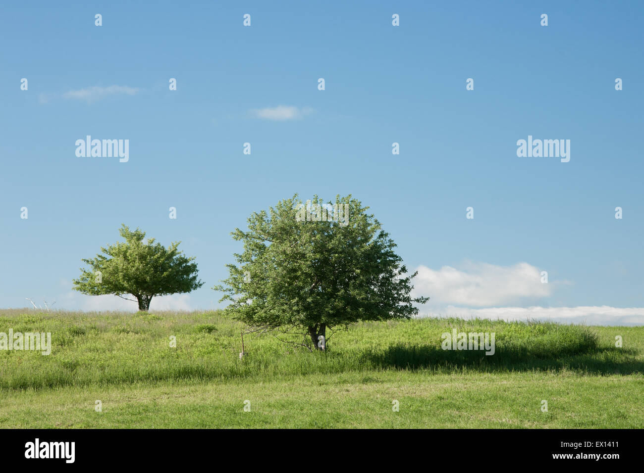 Due alberi in campo in una giornata di sole. Foto Stock