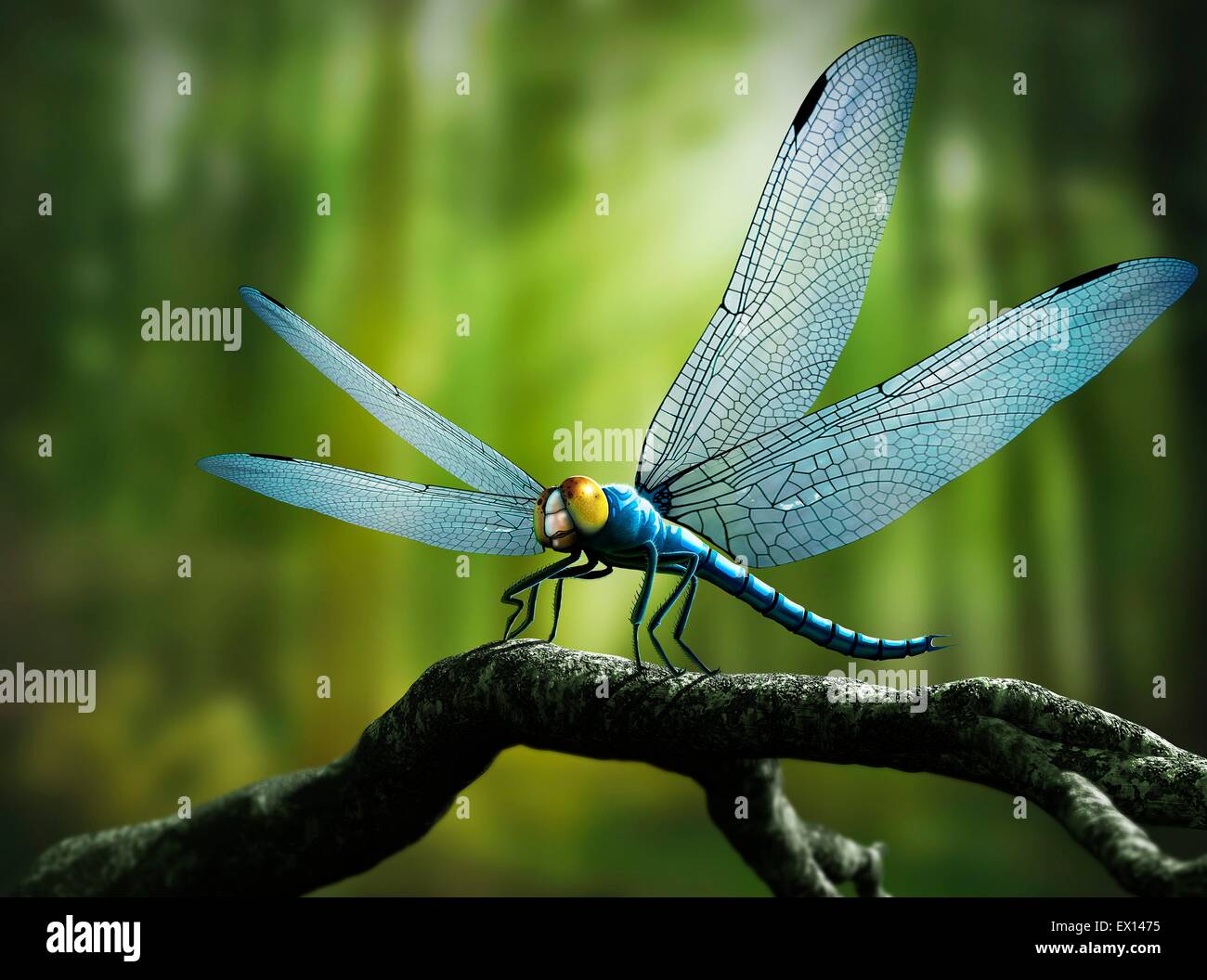 Computer artwork di gigante Meganeura appoggiata su di un log in una foresta durante il periodo Carbonifero (354-290 milioni di anni fa). Foto Stock