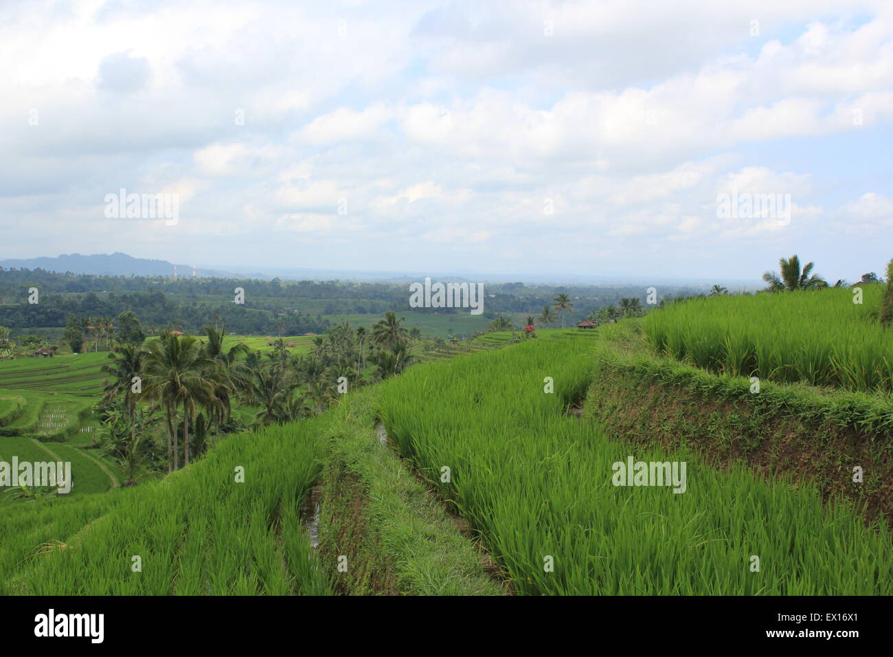 Sito UNESCO - Jatiluwih campo di riso, Bali Indonesia Foto Stock